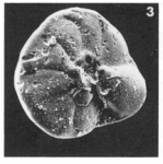 Chromista - Foraminifera (foraminifers)