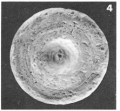 Chromista - Foraminifera (foraminifers)