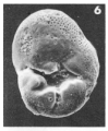 Chromista - Foraminifera (foraminifers)