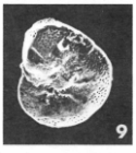 Hanzawaia producta (Terquem, 1882)