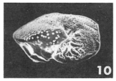 Anomalina auris Le Calvez, 1949 Anomalina auris Le Calvez, 1949