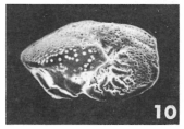 Anomalina auris Le Calvez, 1949