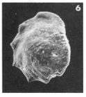 Osangularia gyrata (Terquem, 1882)