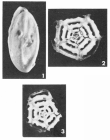 Pentellina pseudosaxorum Schlumberger, 1905