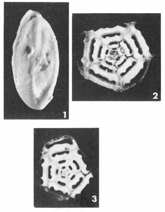 Pentellina pseudosaxorum Schlumberger, 1905