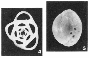 Miliola prisca (d'Orbigny, 1850)