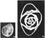 Chromista - Foraminifera (foraminifers)