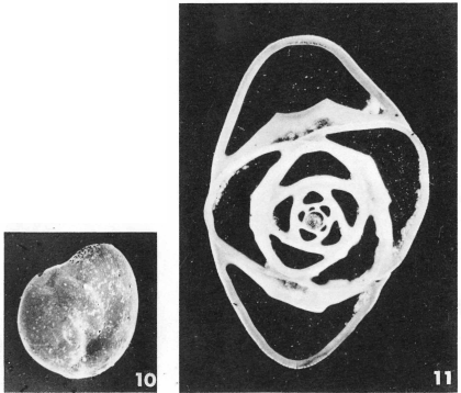 Pentellina strigillata (d'Orbigny, 1850)