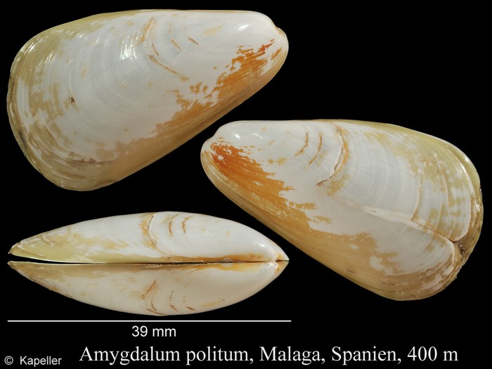 Amygdalum politum Amygdalum politum