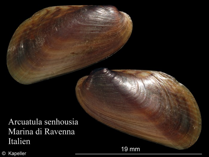 Arcuatula senhousia