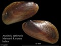 Mollusca (molluscs)