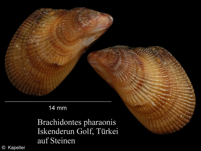 Brachidontes pharaonis