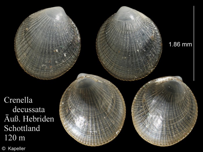 Crenella decussata Crenella decussata