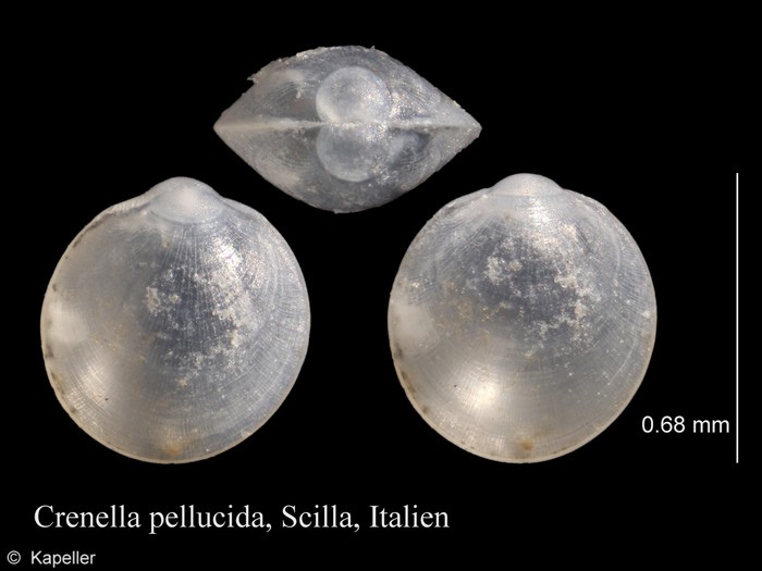 Crenella pellucida Crenella pellucida