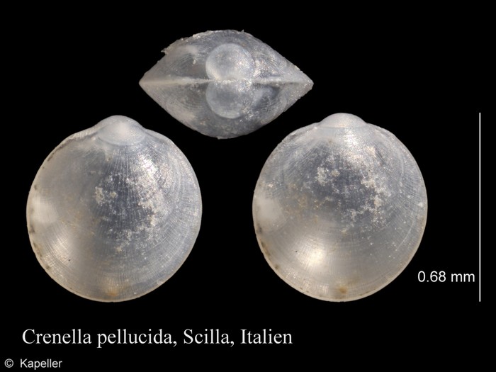 Crenella pellucida