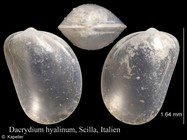 Dacrydium hyalinum