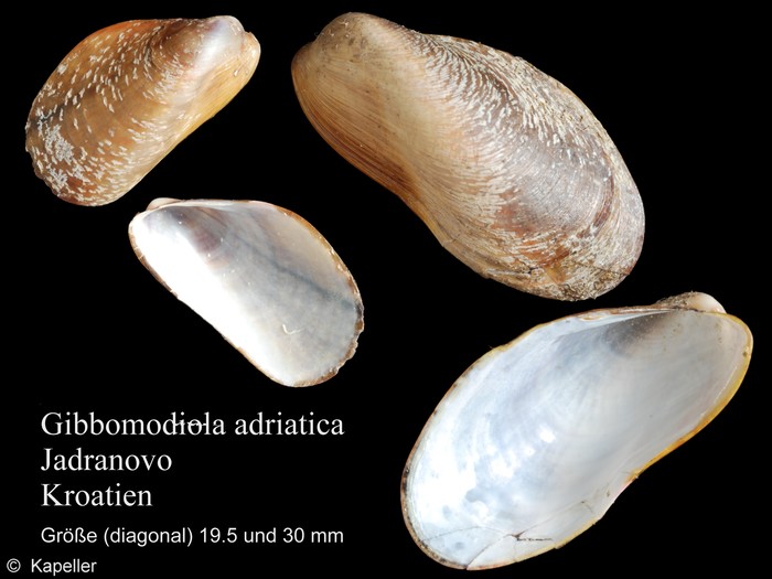 Gibbomodiola adriatica