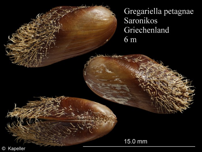 Gregariella petagnae