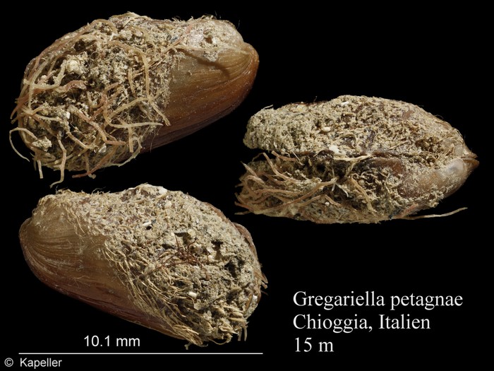 Gregariella petagnae