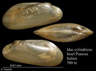 Idas cylindricus