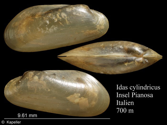 Idas cylindricus Idas cylindricus