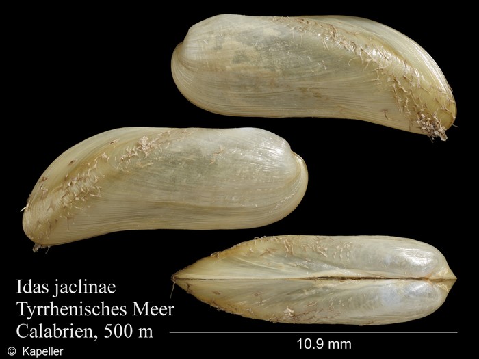 Idas jaclinae Idas jaclinae