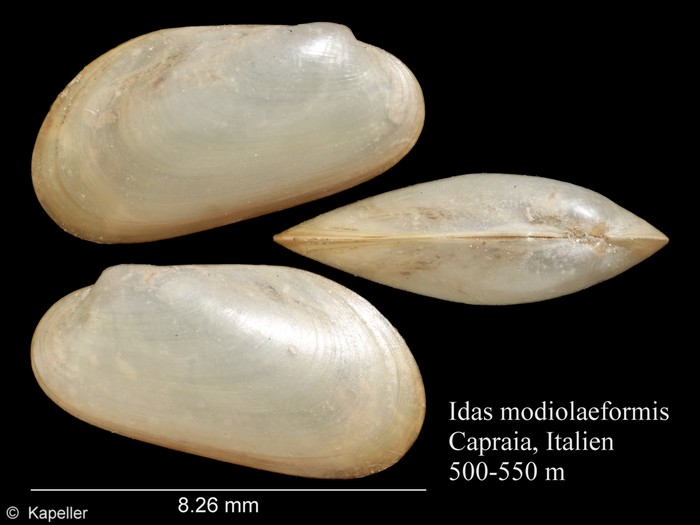 Idas modiolaeformis