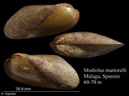 Modiolus martorelli