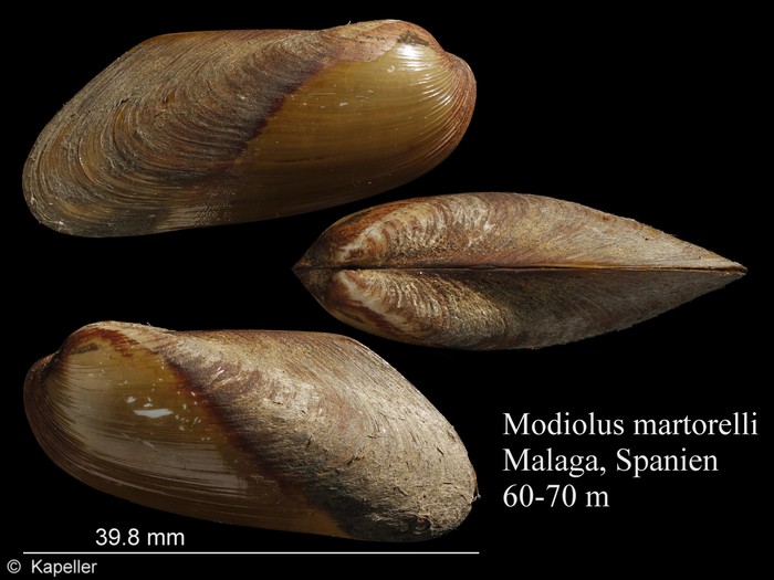 Modiolus martorelli