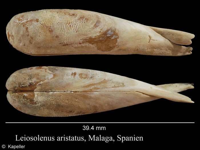 Leiosolenus aristatus