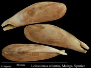 Leiosolenus aristatus