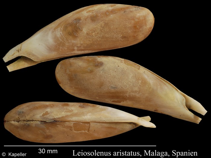 Leiosolenus aristatus