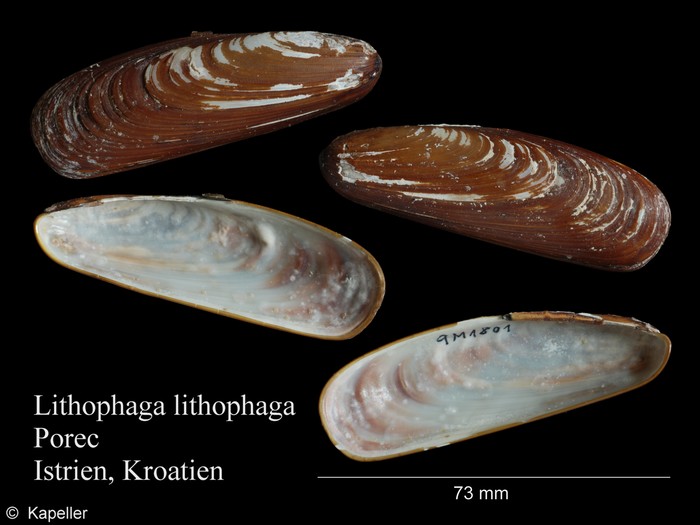 Lithophaga lithophaga