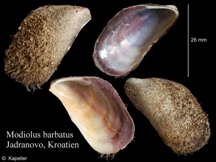 Modiolus barbatus