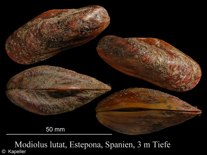 Modiolus lulat Modiolus lulat