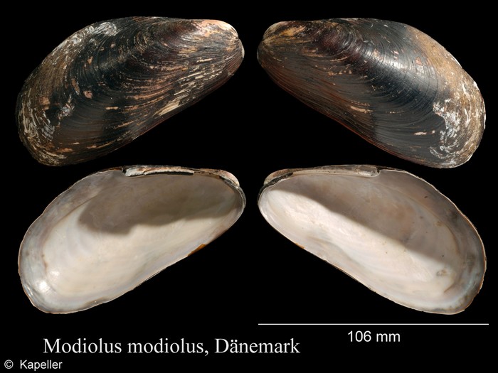 Modiolus modiolus