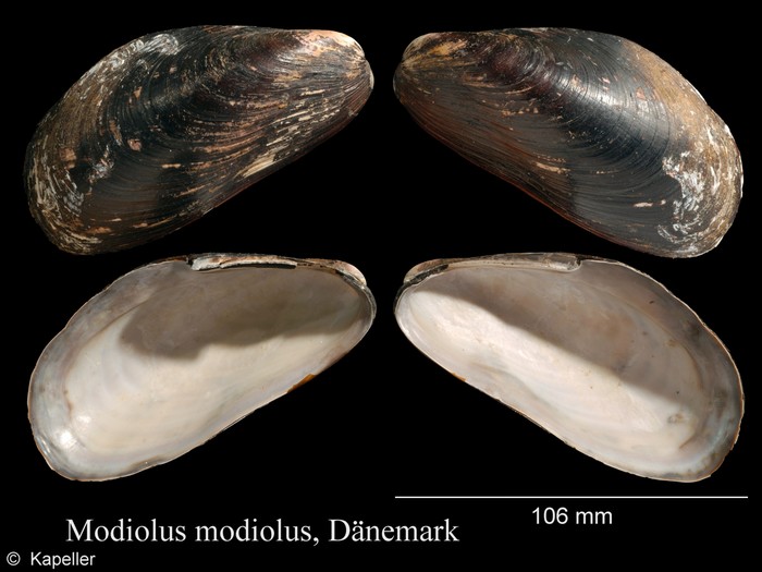 Modiolus modiolus Modiolus modiolus