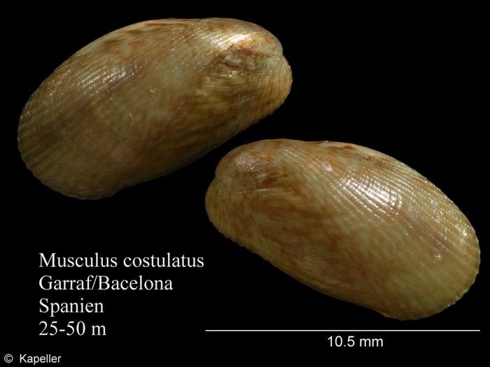 Musculus costulatus