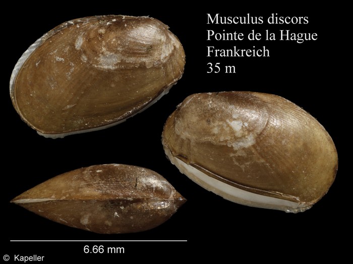 Musculus discors