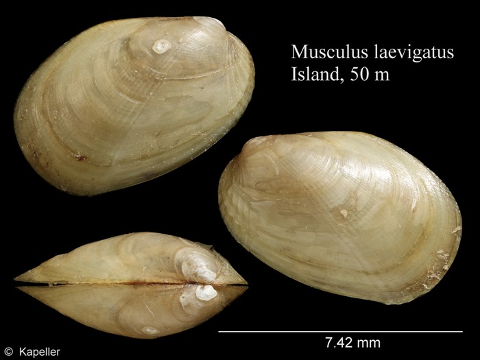 Musculus laevigatus