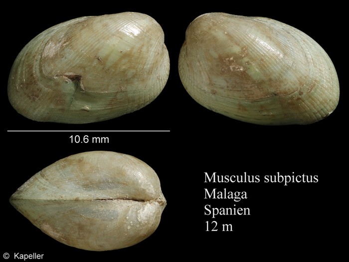 Musculus subpictus