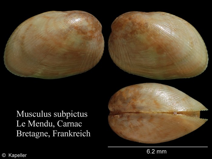 Musculus subpictus