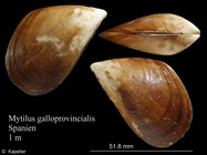 Mytilus galloprovincialis