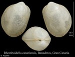 Rhomboidella canariensis