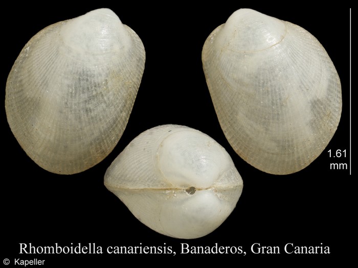 Rhomboidella canariensis Rhomboidella canariensis