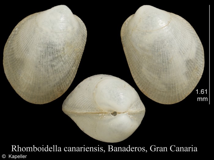 Rhomboidella canariensis