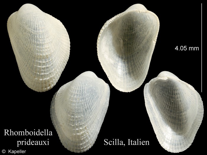 Rhomboidella prideauxi