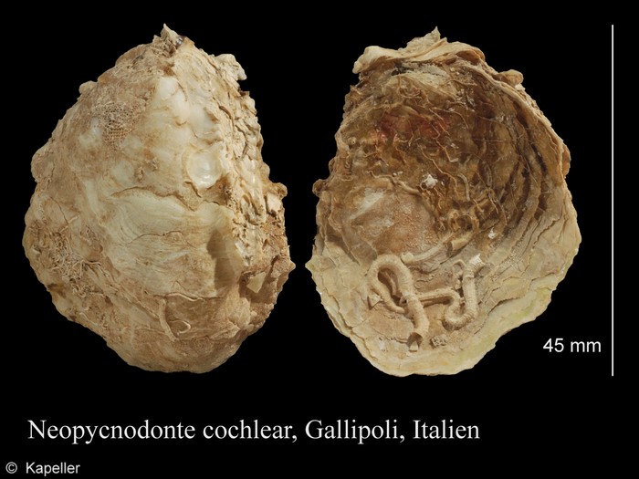 Neopycnodonte cochlear