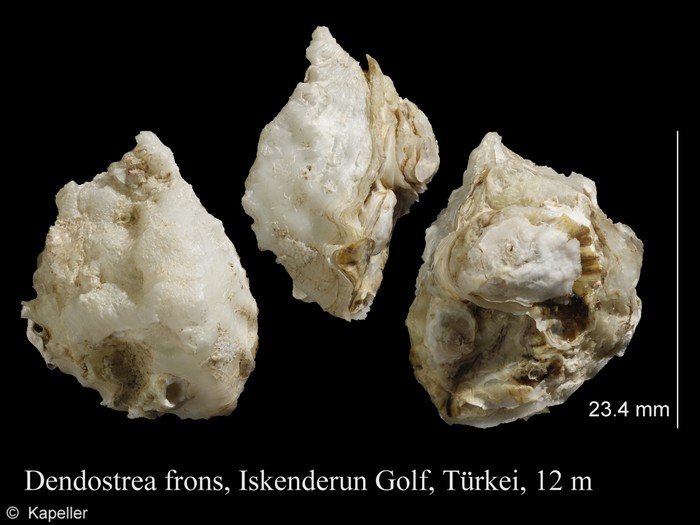 Dendostrea frons Dendostrea frons