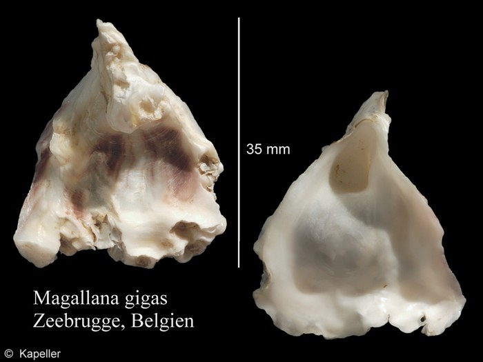 Magallana gigas